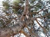 Pinus halepensis. Ствол и крона. Испания, Каталония, Жирона, Тосса-де-Мар, крепость Вила-Велья. 24.06.2012.