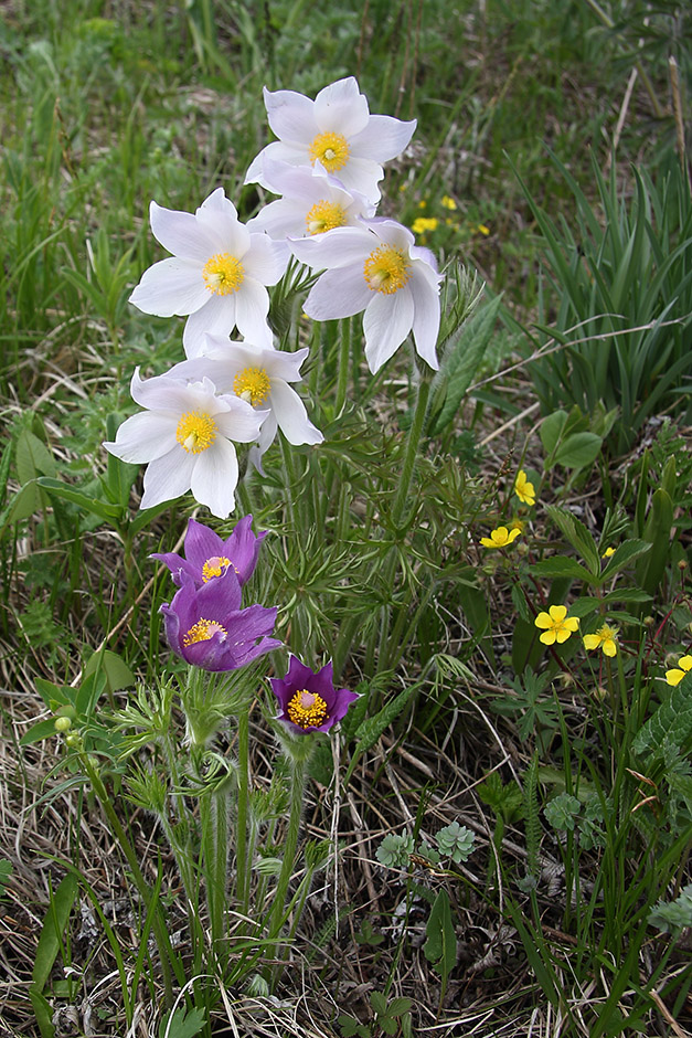 Изображение особи Pulsatilla multifida.