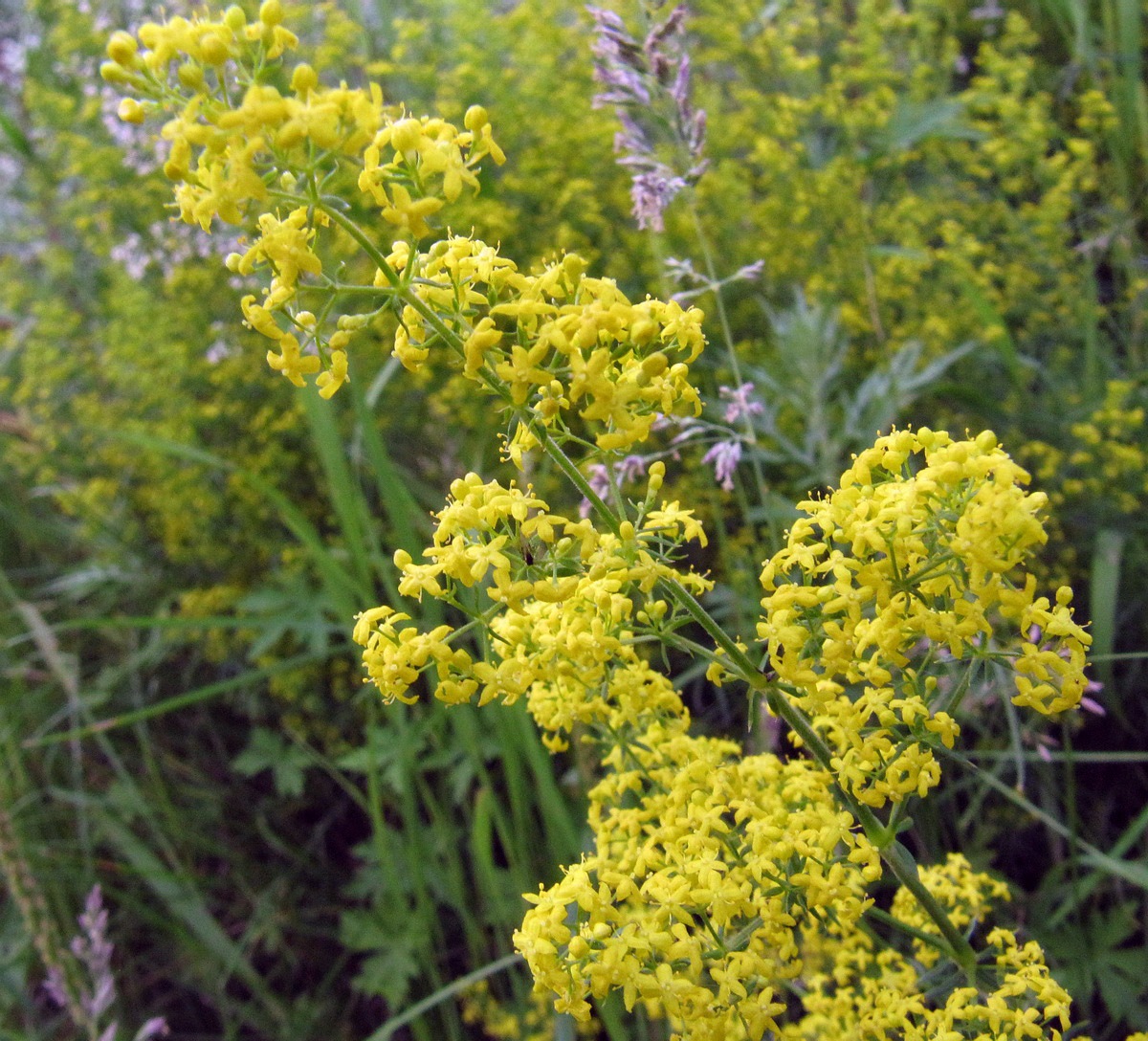 Изображение особи Galium verum.