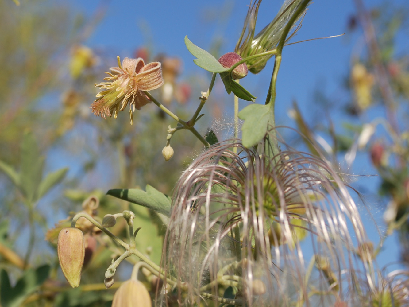 Изображение особи Clematis orientalis.