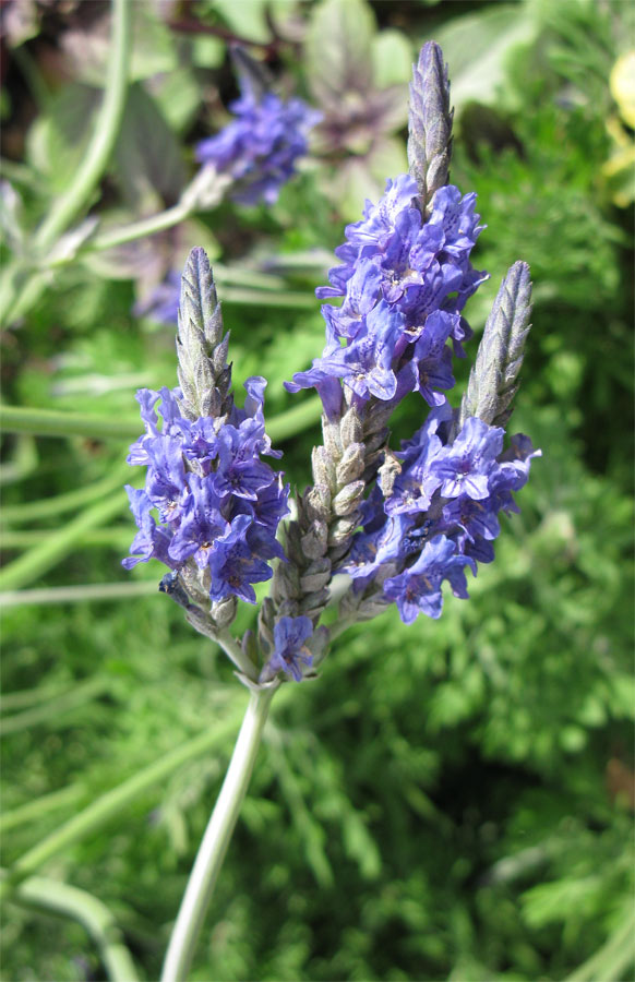 Изображение особи Lavandula multifida.