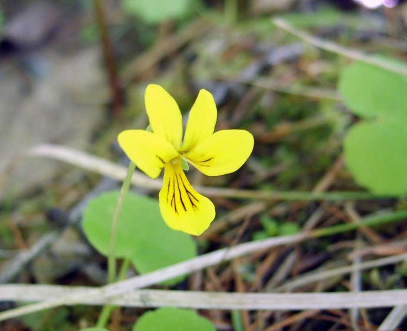 Изображение особи Viola biflora.