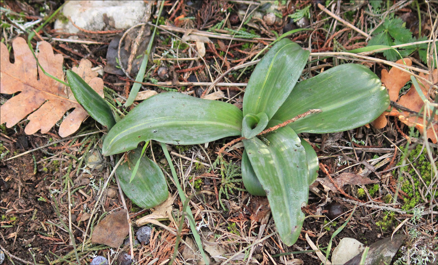 Изображение особи Himantoglossum caprinum.