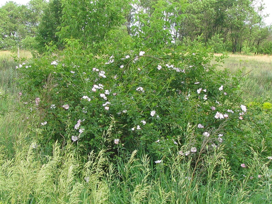 Изображение особи Rosa canina.