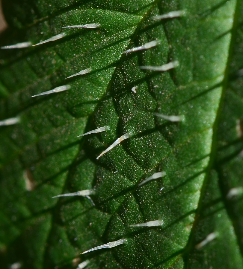 Image of Urtica pilulifera specimen.