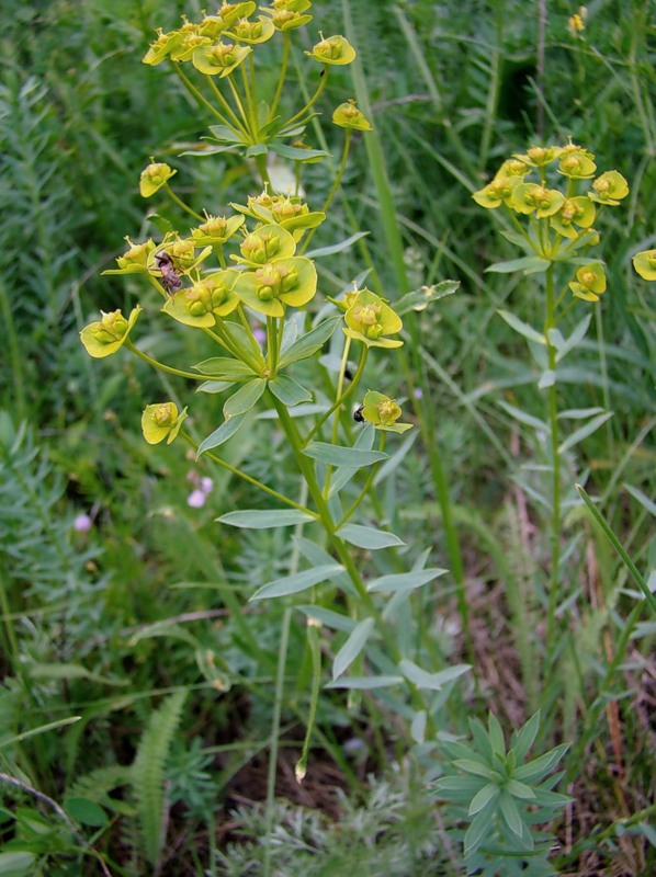 Изображение особи Euphorbia seguieriana.