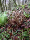 Polystichum setiferum