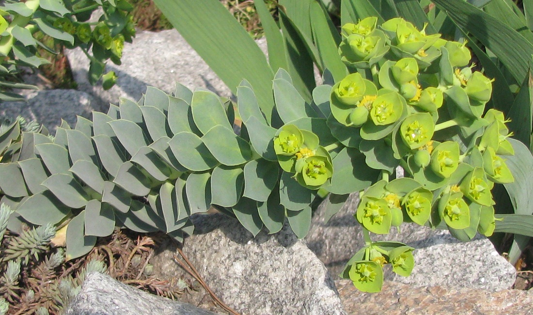 Изображение особи Euphorbia myrsinites.