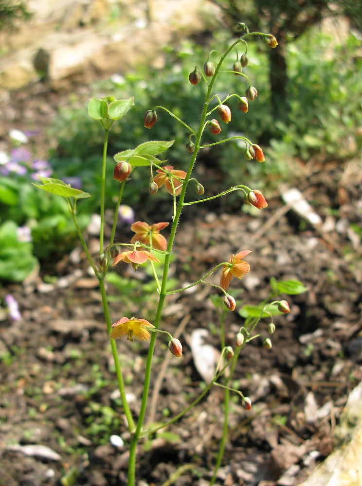 Image of Epimedium &times; warleyense specimen.