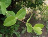 Lonicera caprifolium