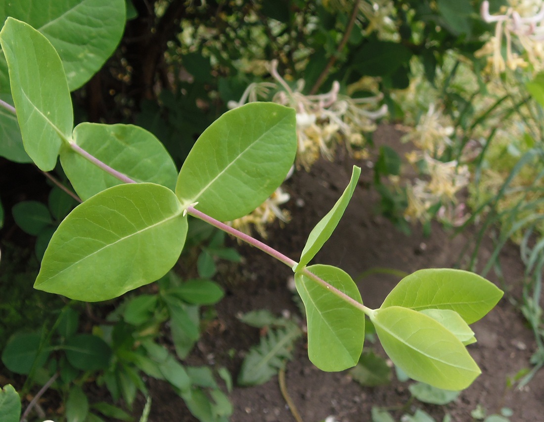 Изображение особи Lonicera caprifolium.