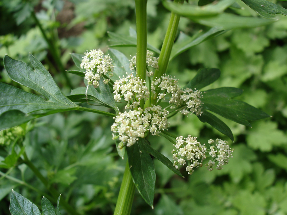 Изображение особи Apium graveolens.