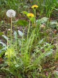 genus Taraxacum. Цветущее и плодоносящее растение. Ростовская обл., Неклиновский р-н, Николаевское с/п, дол. р. Миус. 19.05.2013.