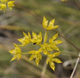 Bupleurum glumaceum