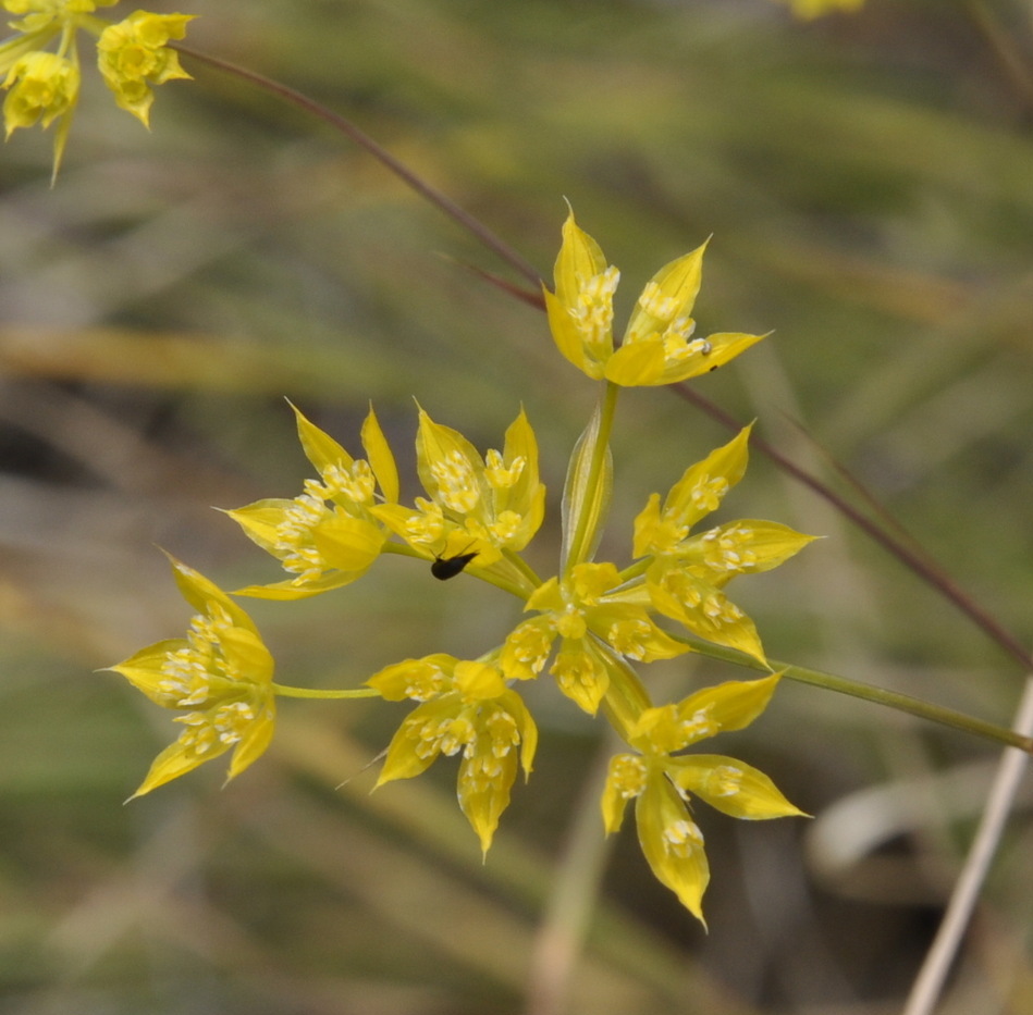 Image of Bupleurum glumaceum specimen.