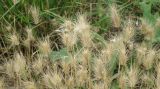 Hordeum geniculatum