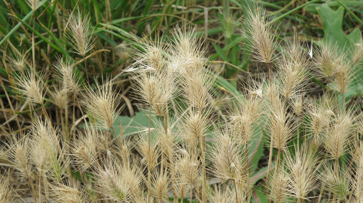 Изображение особи Hordeum geniculatum.