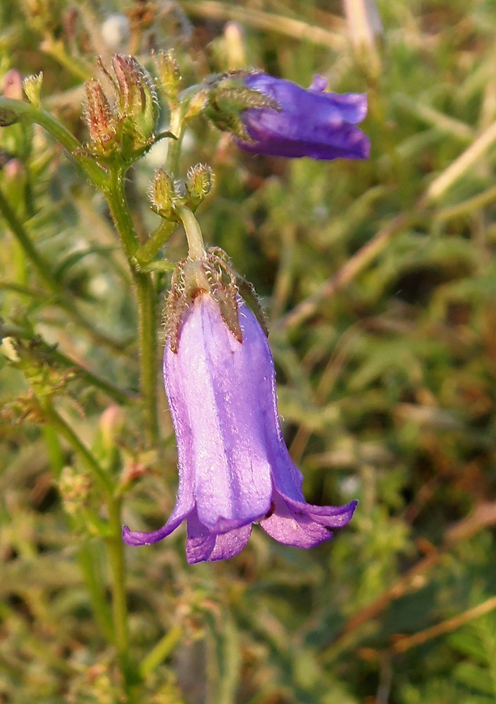 Image of Campanula sibirica specimen.