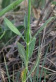 Cephalaria transsylvanica