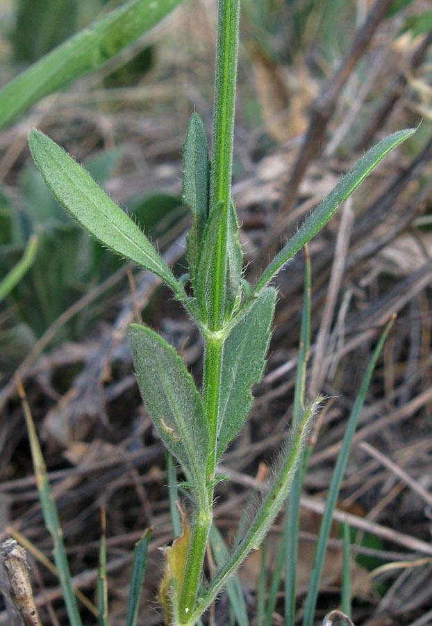 Image of Cephalaria transsylvanica specimen.