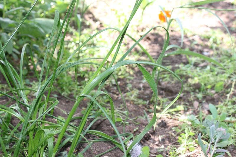 Image of Allium splendens specimen.