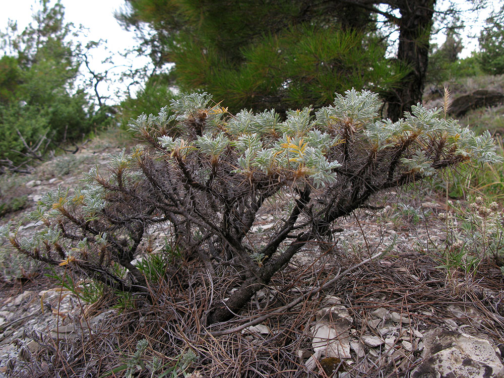 Image of Astragalus arnacanthoides specimen.