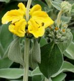 Phlomis fruticosa