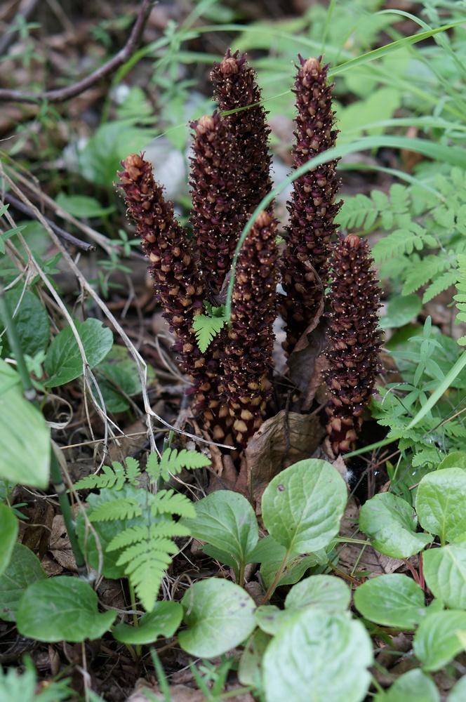 Image of Boschniakia rossica specimen.