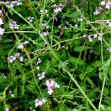 Verbena officinalis