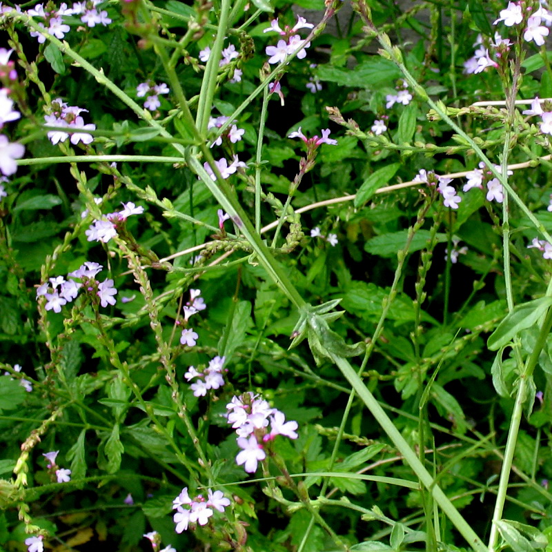 Изображение особи Verbena officinalis.