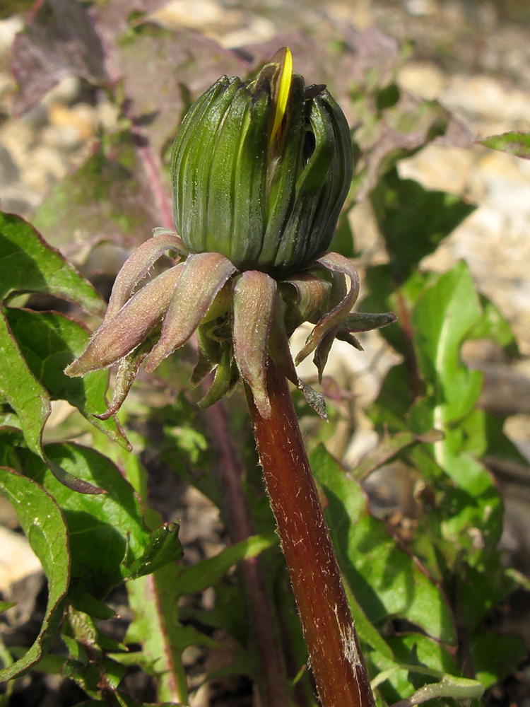 Image of Taraxacum officinale specimen.