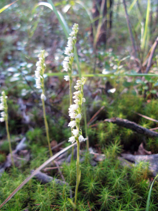 Изображение особи Goodyera repens.