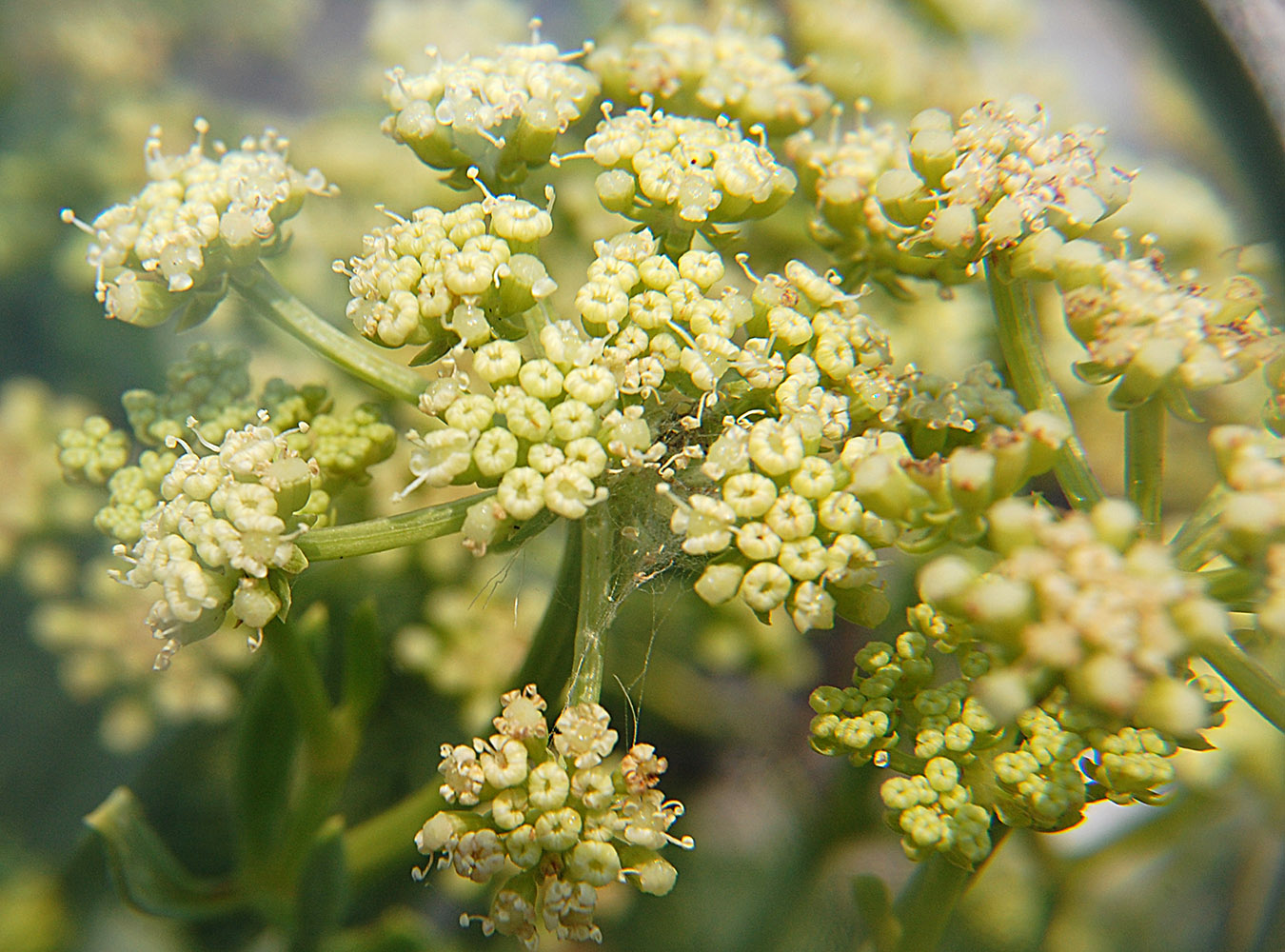 Image of Crithmum maritimum specimen.