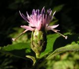 Saussurea grandifolia. Соцветие. Приморский край, г. Владивосток, бухта Соболь, дубовое редколесье на прибрежном склоне. 06.09.2013.