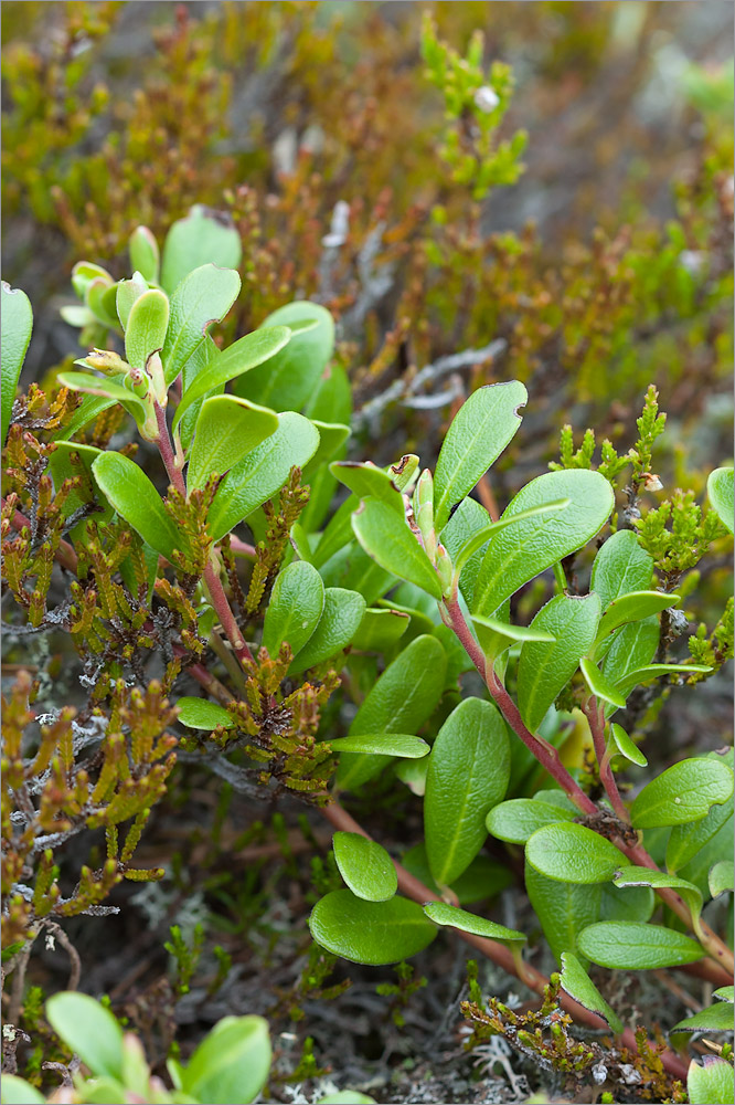 Изображение особи Arctostaphylos uva-ursi.