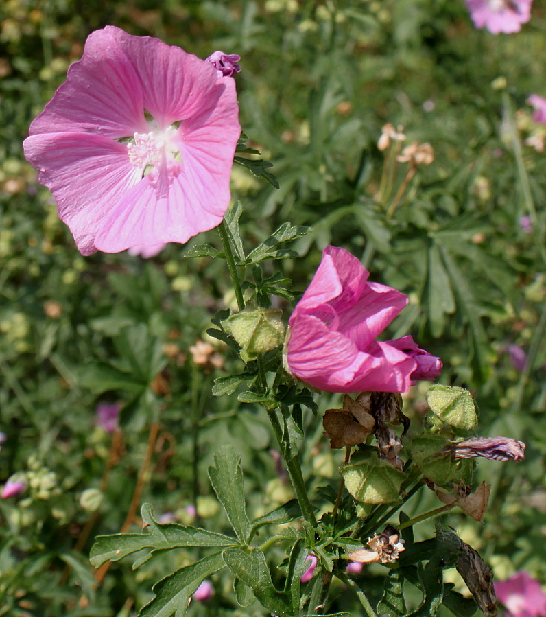 Изображение особи Malva alcea.