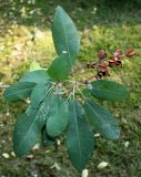 Exochorda racemosa. Верхняя часть веточки с соплодиями (Exochorda grandiflora Lindl.). Германия, г. Дюссельдорф, Ботанический сад университета. 04.09.2013.