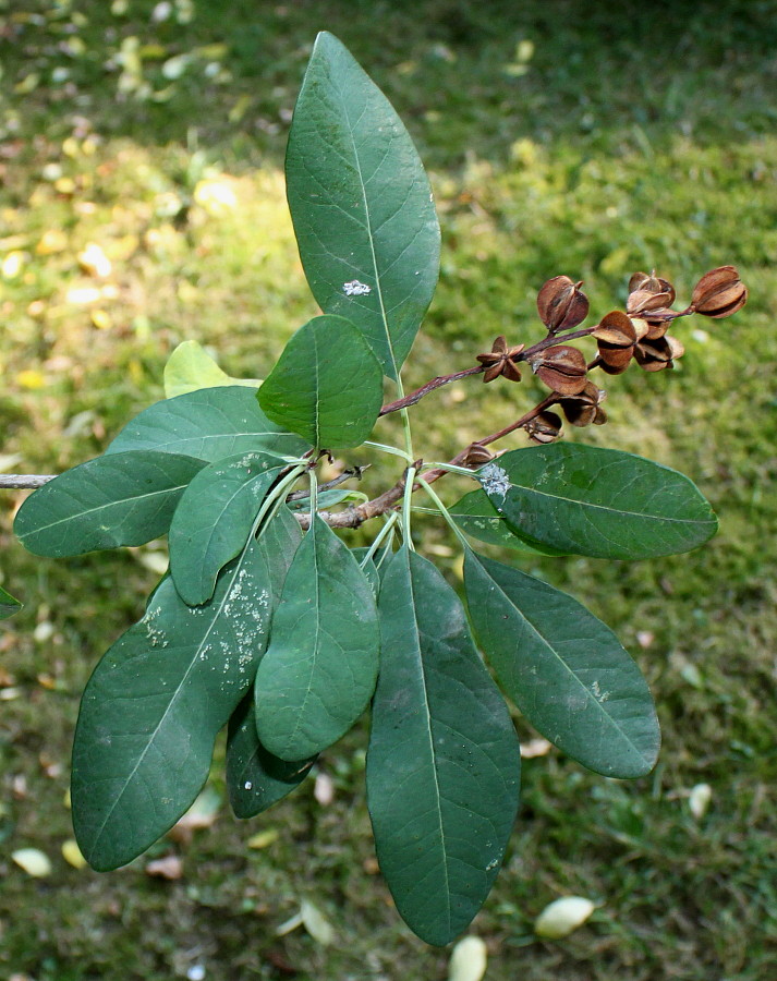 Изображение особи Exochorda racemosa.