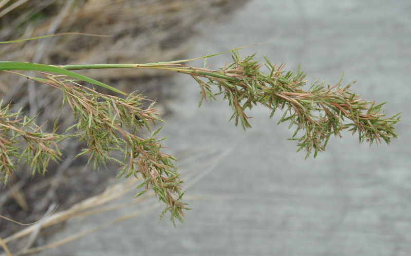 Image of Cymbopogon nardus specimen.