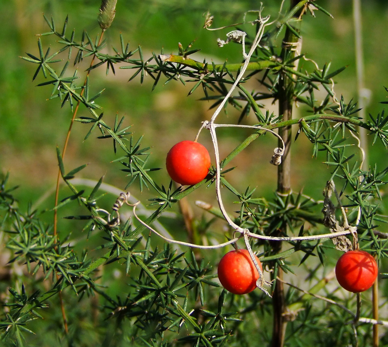 Изображение особи Smilax aspera.