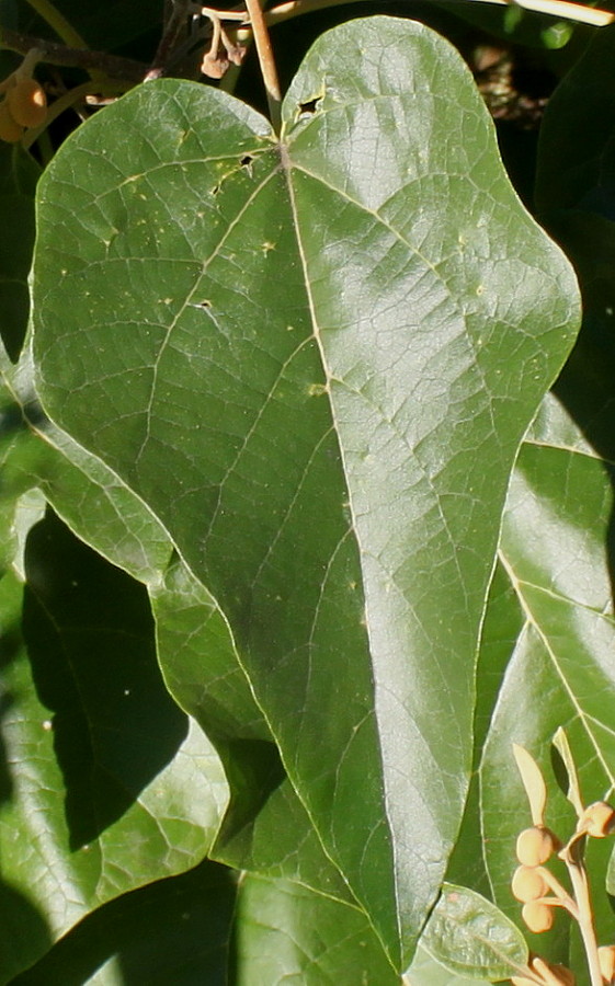 Изображение особи род Paulownia.