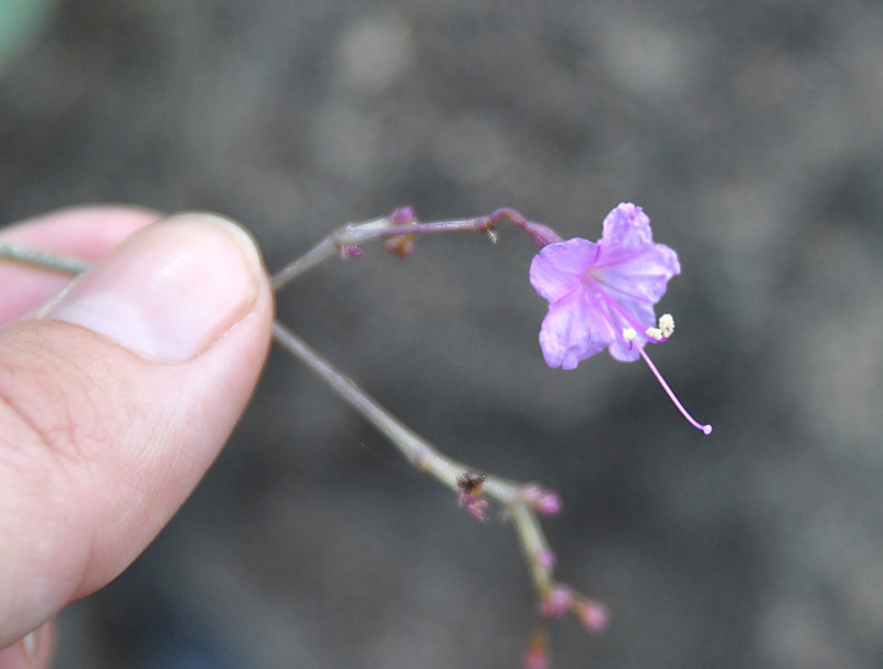 Image of Commicarpus heimerlii specimen.