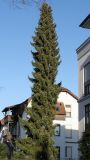 Picea omorika. Взрослое растение. Германия, г. Bad Lippspringe, в озеленении улицы. 02.02.2014.