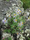 Aster woroschilowii