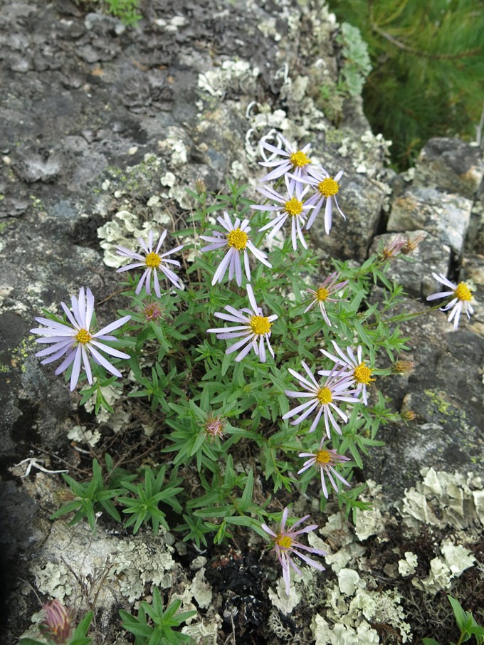 Image of Aster woroschilowii specimen.