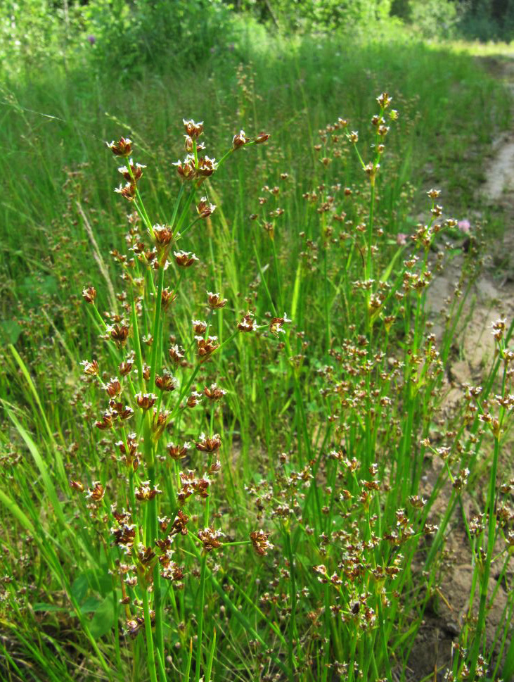 Изображение особи Juncus alpino-articulatus.