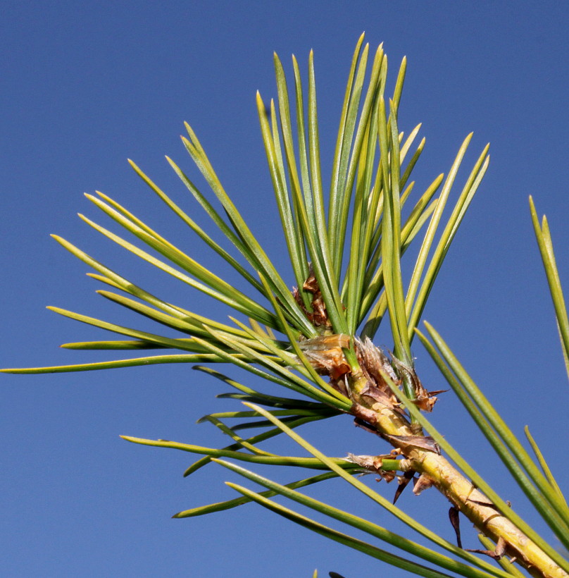 Изображение особи Pinus bungeana.