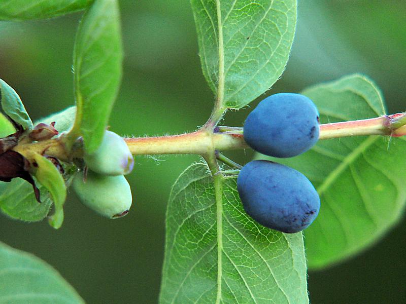 Изображение особи Lonicera caerulea.