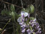 Wisteria sinensis. Верхушка ветви с нижней частью соцветия. Израиль, Большой Тель-Авив, пос. Савьон, на ограде. 14.03.2014.