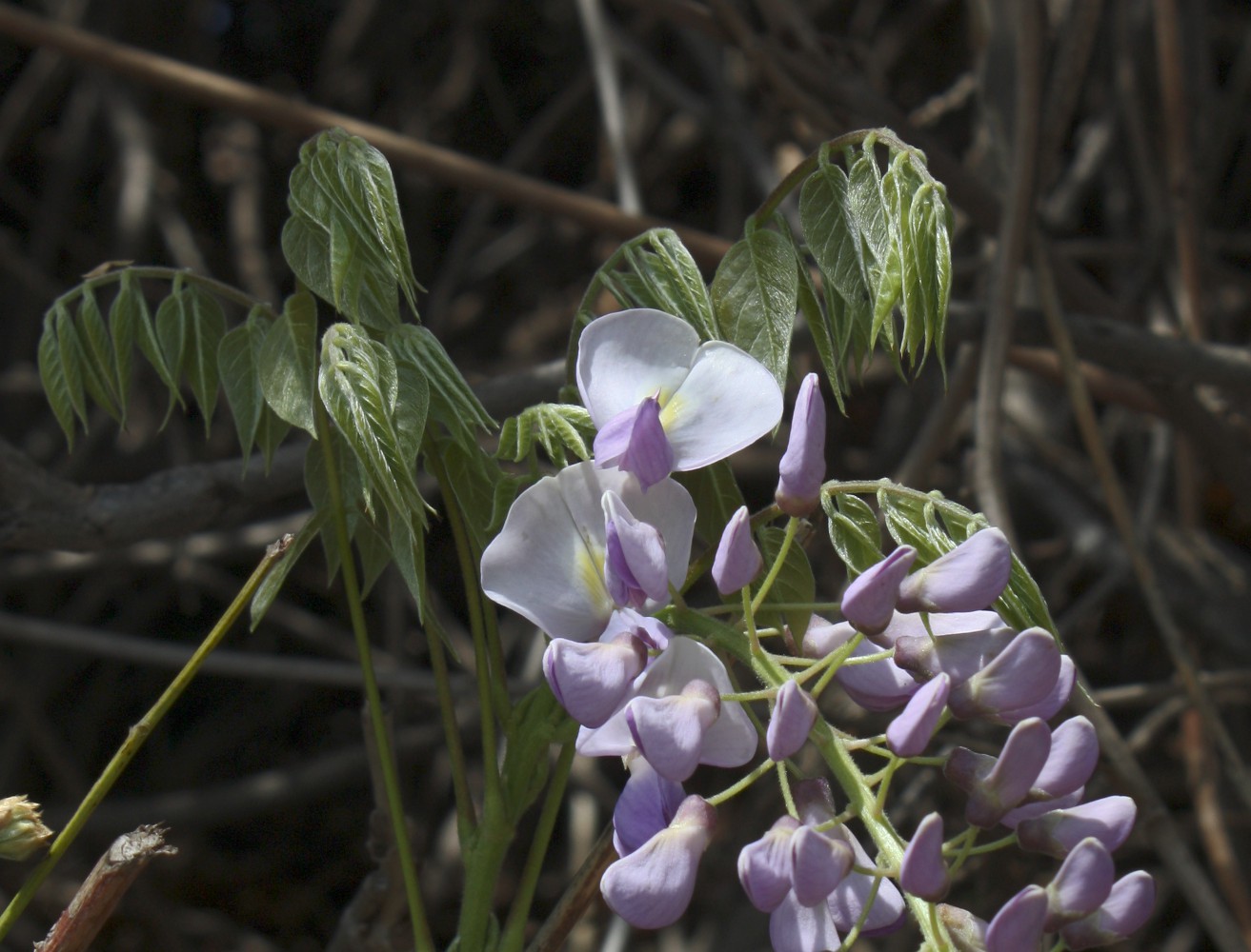 Image of Wisteria sinensis specimen.